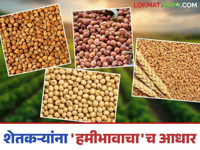 Market yard: After soybean, now the purchase of tur at guaranteed price has started in the state. Read in detail | Market yard : राज्यात सोयाबीननंतर आता हमीभावाने तूर खरेदीची लगबग सुरू वाचा सविस्तर Market yard: After soybean, now the purchase of tur at guaranteed price has started in the state. Read in detail | Market yard : राज्यात सोयाबीननंतर आता हमीभावाने तूर खरेदीची लगबग सुरू वाचा सविस्तर
