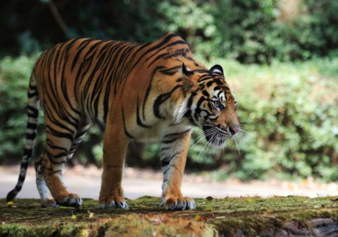 Woman killed in tiger attack in Yavatmal district | यवतमाळ जिल्ह्यात वाघाच्या हल्ल्यात महिला ठार