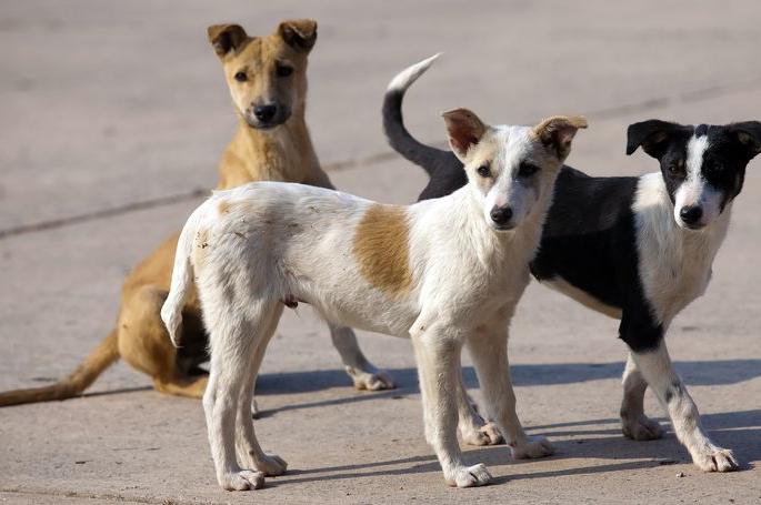 Waiting for Rs 16 crore for neutering of dogs even after nine months | नऊ महिन्यांनंतरही कुत्र्यांच्या नसबंदीच्या १६ कोटींची प्रतीक्षाच