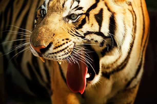 In Tadoba, a woman forest ranger became a predator of Waghini; Thunder at 400 meters from Kolara Gate | ताडोबात महिला वनरक्षक ठरली वाघिणीची भक्षक; कोलारा गेटपासून ४०० मीटरवर थरार In Tadoba, a woman forest ranger became a predator of Waghini; Thunder at 400 meters from Kolara Gate | ताडोबात महिला वनरक्षक ठरली वाघिणीची भक्षक; कोलारा गेटपासून ४०० मीटरवर थरार