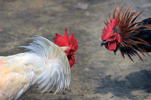 authorize cockfighting in the state; Farmer's Public Interest Litigation in High Court | राज्यात कोंबडा झुंजी अधिकृत करा; शेतकऱ्याची उच्च न्यायालयात जनहित याचिका authorize cockfighting in the state; Farmer's Public Interest Litigation in High Court | राज्यात कोंबडा झुंजी अधिकृत करा; शेतकऱ्याची उच्च न्यायालयात जनहित याचिका
