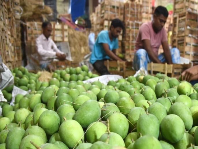 Record arrival of mangoes on the occasion of Gudi Padwa; 60,868 boxes admitted to Bazar Committee | गुढीपाडव्याच्या मुहूर्ताला आंब्याची विक्रमी आवक; ६०,८६८ पेट्या बाजार समितीमध्ये दाखल Record arrival of mangoes on the occasion of Gudi Padwa; 60,868 boxes admitted to Bazar Committee | गुढीपाडव्याच्या मुहूर्ताला आंब्याची विक्रमी आवक; ६०,८६८ पेट्या बाजार समितीमध्ये दाखल
