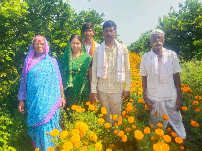 Marigold cultivation flourished in the field while taking care of the job, lakhs will be received on the eve of Dussehra... | नोकरी सांभाळत शेतात फुलवली झेंडूची शेती, दसऱ्याच्या तोंडावर मिळणार लाखो... Marigold cultivation flourished in the field while taking care of the job, lakhs will be received on the eve of Dussehra... | नोकरी सांभाळत शेतात फुलवली झेंडूची शेती, दसऱ्याच्या तोंडावर मिळणार लाखो...
