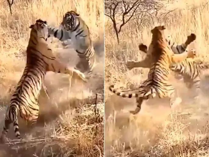 Tigers territorial fight video goes viral from ranthambhore | बापरे! कधीही पाहिली नसेल दोन वाघांमधील 'अशी' लढाई; पाहा थरारक व्हिडीओ Tigers territorial fight video goes viral from ranthambhore | बापरे! कधीही पाहिली नसेल दोन वाघांमधील 'अशी' लढाई; पाहा थरारक व्हिडीओ