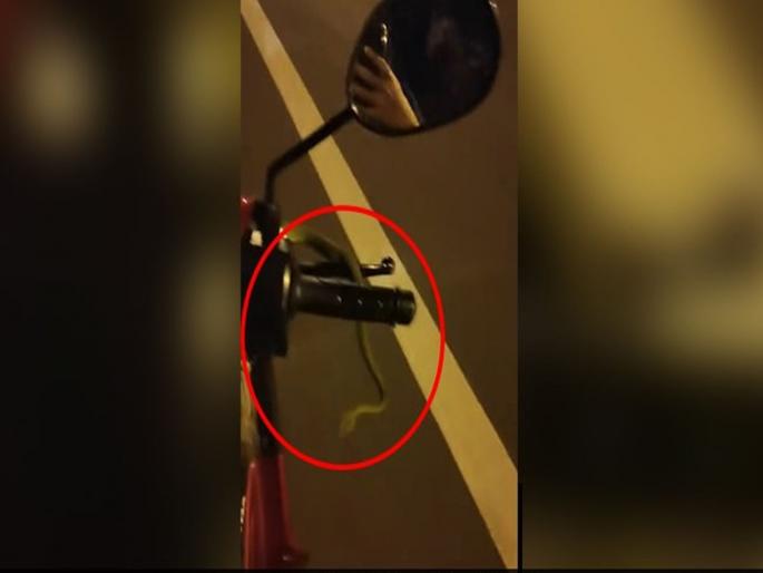 snake on bike : Green snake entangled around the handle of the motorbike biker shocked see horrifying video | Snake on bike :बापरे! चालत्या बाईकवर अचानक हँडलभोवती आला साप; लक्ष जाताच किंचाळली महिला अन् मग...... snake on bike : Green snake entangled around the handle of the motorbike biker shocked see horrifying video | Snake on bike :बापरे! चालत्या बाईकवर अचानक हँडलभोवती आला साप; लक्ष जाताच किंचाळली महिला अन् मग......