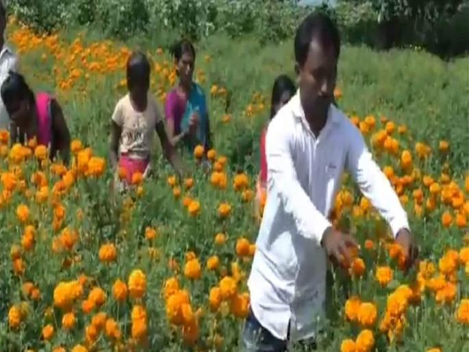 lockdown proves opportunity for boy returned from pune to become farmer | वाह रे पठ्ठ्या! लॉकडाऊनमुळे गावाची वाट धरली; अन् ३ महिन्यात दीड लाखाची कमाई केली lockdown proves opportunity for boy returned from pune to become farmer | वाह रे पठ्ठ्या! लॉकडाऊनमुळे गावाची वाट धरली; अन् ३ महिन्यात दीड लाखाची कमाई केली