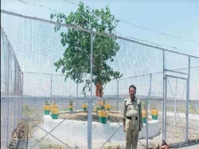 Bodhi tree in madhya pradesh which is spent on about 15 lakh rupees per year myb | एका झाडाच्या सुरक्षेसाठी 24 तास तैनात असतात पोलीस, खर्च होणारी किंमत ऐकून व्हाल आवाक् Bodhi tree in madhya pradesh which is spent on about 15 lakh rupees per year myb | एका झाडाच्या सुरक्षेसाठी 24 तास तैनात असतात पोलीस, खर्च होणारी किंमत ऐकून व्हाल आवाक्