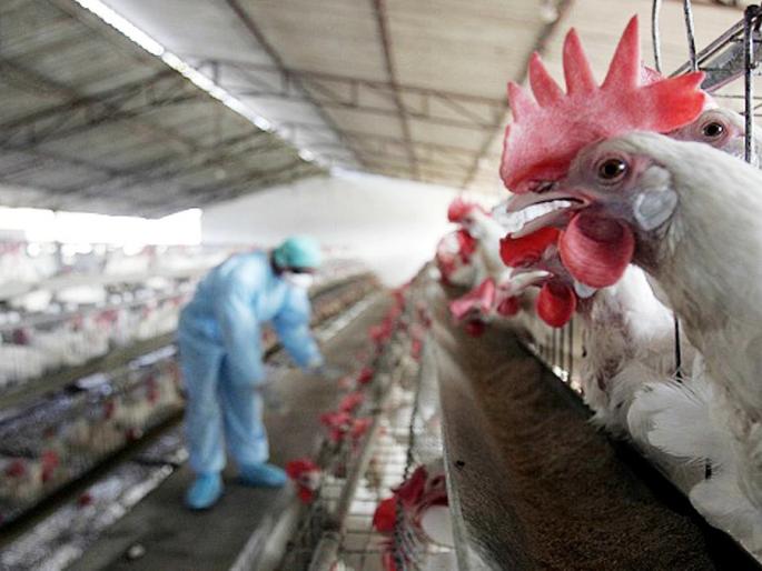 Bird flu alert : Bird flu current situation updates uttar pradesh madhya pradesh delhi | चिंताजनक! महाराष्ट्रासह ८ राज्यात बर्ड फ्लूचा शिरकाव; प्रोसेस्ड चिकनवरही बंदी Bird flu alert : Bird flu current situation updates uttar pradesh madhya pradesh delhi | चिंताजनक! महाराष्ट्रासह ८ राज्यात बर्ड फ्लूचा शिरकाव; प्रोसेस्ड चिकनवरही बंदी
