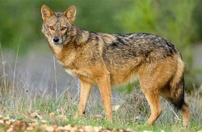 The calculation of fogs in Mumbai, delay of forest department | मुंबईत कोल्ह्यांची गणना रखडली, वनविभागाची दिरंगाई