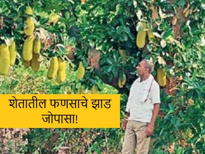 Latest News Plant at least five hemp plants per acre bhandara district farmer success | Success Story : एकरात फणसाची पाच तरी झाडे लावा अन् नगदी उत्पन्न मिळवा! वाचा सविस्तर Latest News Plant at least five hemp plants per acre bhandara district farmer success | Success Story : एकरात फणसाची पाच तरी झाडे लावा अन् नगदी उत्पन्न मिळवा! वाचा सविस्तर