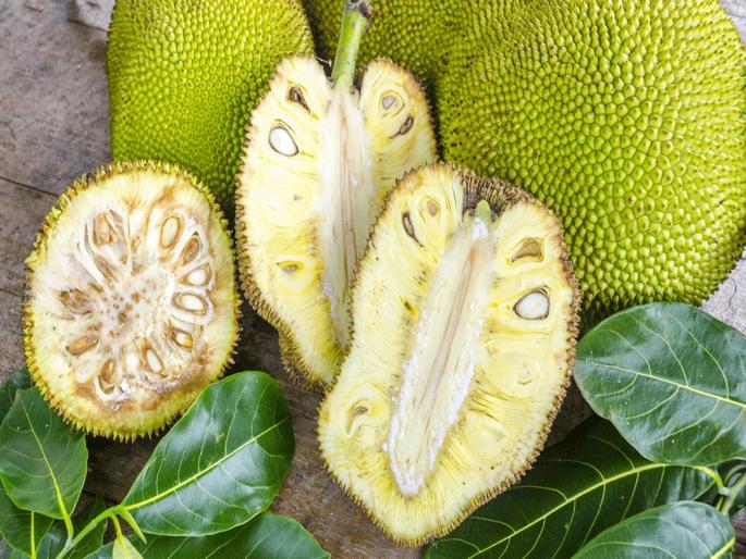 After mango in the market, the arrival of jackfruit has increased! | बाजारात आंब्यानंतर आता फणसाची आवक वाढली!  After mango in the market, the arrival of jackfruit has increased! | बाजारात आंब्यानंतर आता फणसाची आवक वाढली!