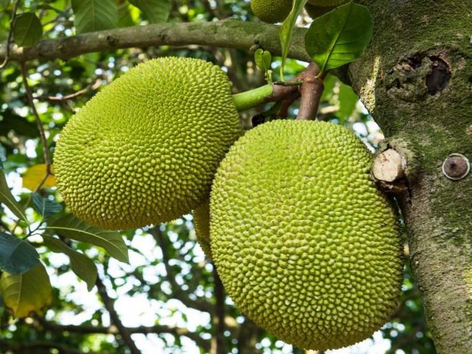 The only thorny jackfruit in the state in Kolhapur | राज्यातील एकमेव काटेरी फणस कोल्हापुरात; निरफणस वृक्षाशी साधर्म्य The only thorny jackfruit in the state in Kolhapur | राज्यातील एकमेव काटेरी फणस कोल्हापुरात; निरफणस वृक्षाशी साधर्म्य