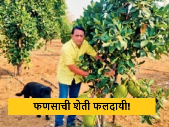 latest News farmer of Chandrapur flourished the cultivation of jackfruit on rocky ground | Success Story : खडकाळ जमिनीवर फुलवली फणसाची बाग, चंद्रपूरच्या शेतकऱ्याचा प्रयोग latest News farmer of Chandrapur flourished the cultivation of jackfruit on rocky ground | Success Story : खडकाळ जमिनीवर फुलवली फणसाची बाग, चंद्रपूरच्या शेतकऱ्याचा प्रयोग
