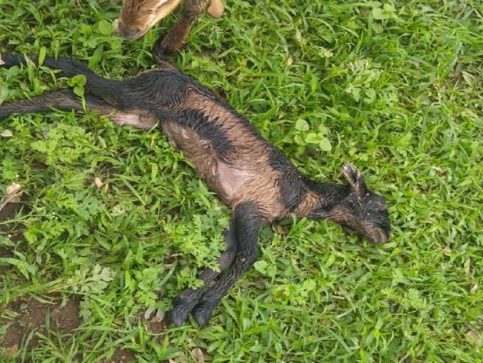 15 lambs killed and 5 missing in wild animal attack | वन्य प्राण्यांच्या हल्ल्यात १५ कोकरू ठार तर ५ बेपत्ता 15 lambs killed and 5 missing in wild animal attack | वन्य प्राण्यांच्या हल्ल्यात १५ कोकरू ठार तर ५ बेपत्ता