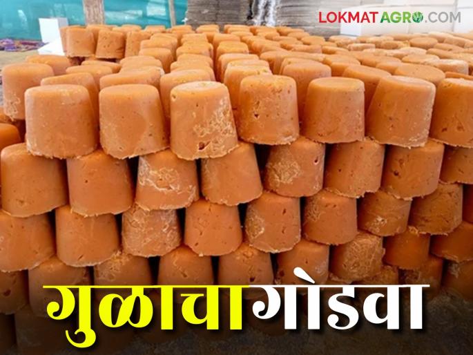 Jaggery Market: Jaggery remains sweet for farmers; slight increase in price Read in detail | Jaggery Market : शेतकऱ्यांसाठी गुळाचा गोडवा कायम; दरात अल्प वाढ वाचा सविस्तर