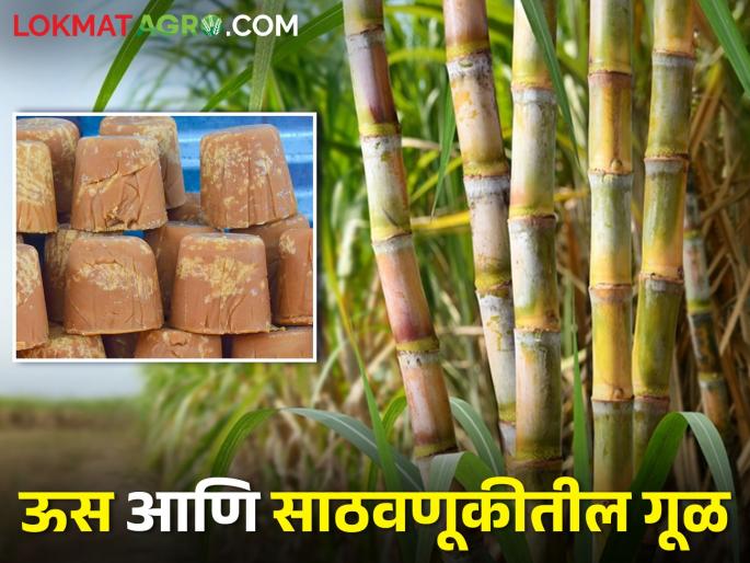 How to do sugarcane crop management to avoid spoilage of jaggery during storage | साठवणूकीत गूळ खराब होवू नये म्हणून कसे करावे ऊस पिक व्यवस्थापन How to do sugarcane crop management to avoid spoilage of jaggery during storage | साठवणूकीत गूळ खराब होवू नये म्हणून कसे करावे ऊस पिक व्यवस्थापन