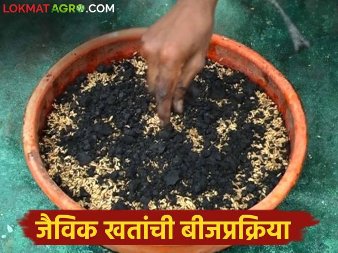 BeeJ Prakriya : How to do biological seed treatment before sowing seeds | Beej Prakriya : बियाणे पेरणी अगोदर कशी कराल जैविक पद्धतीने बीजप्रक्रिया BeeJ Prakriya : How to do biological seed treatment before sowing seeds | Beej Prakriya : बियाणे पेरणी अगोदर कशी कराल जैविक पद्धतीने बीजप्रक्रिया