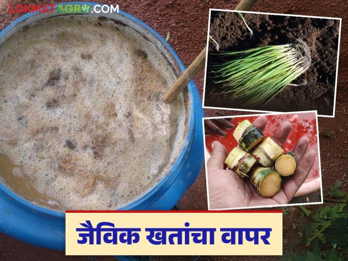 Jaivik Khate : How and how much should bio fertilizers be used? and what precautions should be taken while using them? Read in detail | Jaivik Khate : जिवाणू खतांचा वापर कसा व किती करावा? अन् वापरताना काय काळजी घ्यावी? वाचा सविस्तर Jaivik Khate : How and how much should bio fertilizers be used? and what precautions should be taken while using them? Read in detail | Jaivik Khate : जिवाणू खतांचा वापर कसा व किती करावा? अन् वापरताना काय काळजी घ्यावी? वाचा सविस्तर