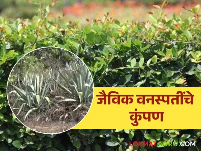 Organic farming : Read more about the protection of biological fences for agriculture in Melghat | Organic farming : मेळघाटातील शेतीला जैविक कुंपणाचे संरक्षण वाचा सविस्तर Organic farming : Read more about the protection of biological fences for agriculture in Melghat | Organic farming : मेळघाटातील शेतीला जैविक कुंपणाचे संरक्षण वाचा सविस्तर