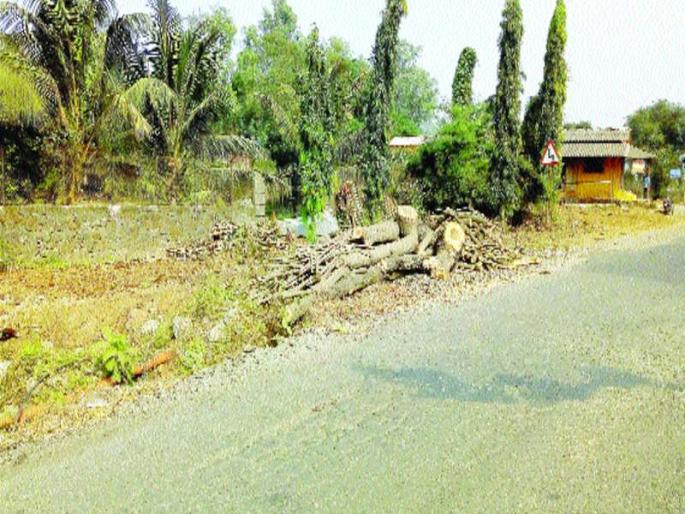 National highway deserted by tree trunks | राष्ट्रीय महामार्ग वृक्षतोडीमुळे उजाड National highway deserted by tree trunks | राष्ट्रीय महामार्ग वृक्षतोडीमुळे उजाड