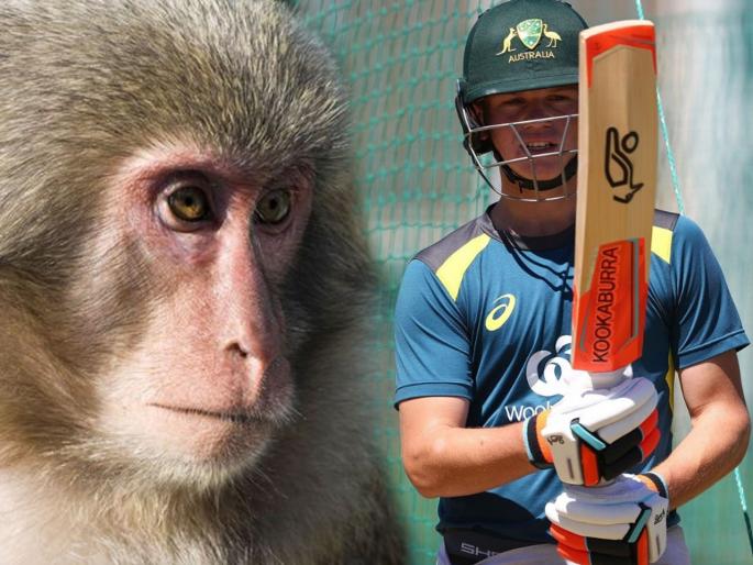 U19WC : Did you know? An Australian U19 star to return home from World Cup after being scratched by a monkey | U19WC : माकडानं केला हल्ला अन् ऑस्ट्रेलियाच्या स्टार फलंदाजानं घेतली वर्ल्ड कपमधून माघार