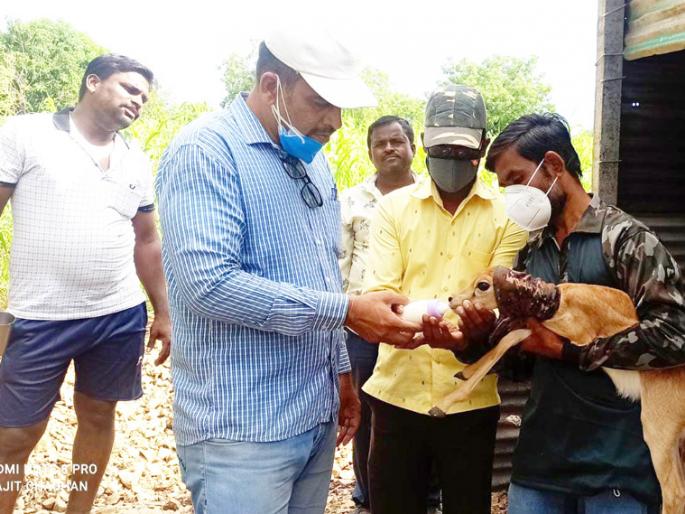 Release of injured padsa from dog's clutches; Settled in natural habitat after treatment | कुत्र्याच्या तावडीतून जखमी पाडसाची सुटका; उपचारानंतर सेाडले नैसर्गिक अधिवासात