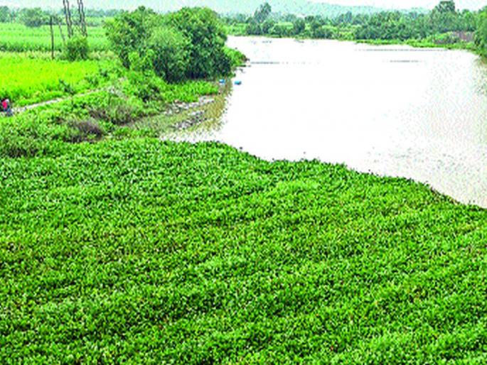 Watersheds increased by sewage; The increase in pollution due to administration's inadequacy | सांडपाण्याने वाढली जलपर्णी; प्रशासनाच्या दुर्लक्षामुळे प्रदूषणात होतेय वाढ Watersheds increased by sewage; The increase in pollution due to administration's inadequacy | सांडपाण्याने वाढली जलपर्णी; प्रशासनाच्या दुर्लक्षामुळे प्रदूषणात होतेय वाढ