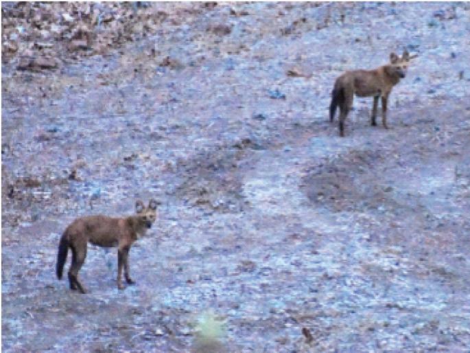 Record of rare wild dogs after 20 years; Satpuda Range Shelter | दुर्मीळ रानकुत्र्यांची २० वर्षांनंतर नोंद; सातपुडा पर्वतरांगा आश्रयस्थान  Record of rare wild dogs after 20 years; Satpuda Range Shelter | दुर्मीळ रानकुत्र्यांची २० वर्षांनंतर नोंद; सातपुडा पर्वतरांगा आश्रयस्थान