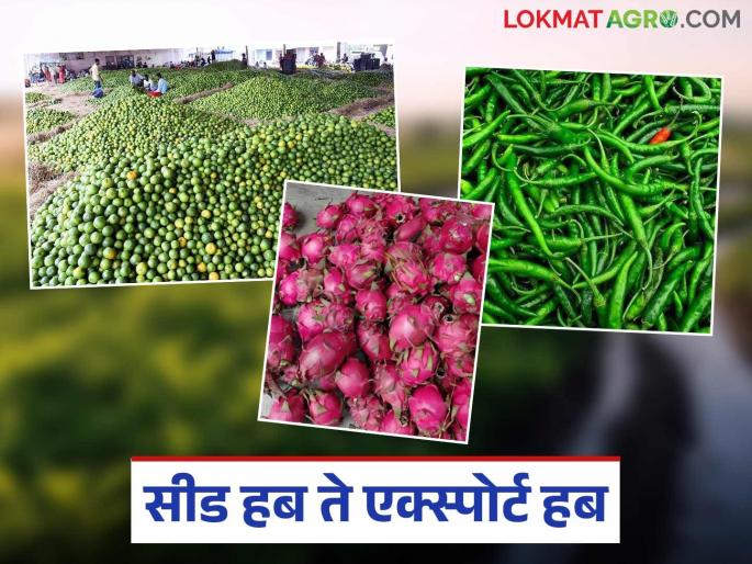 latest news Farmer Exporter: A new chapter of the Green Revolution: Farmers in 'this' district became exporters Read in detail | Farmer Exporter : हरित क्रांतीचा नवा अध्याय: 'या' जिल्ह्यातील शेतकरी बनले निर्यातदार वाचा सविस्तर