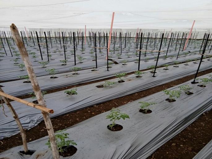 The yields of lakhs of watermelon seeds produced in just four months | अवघ्या चार महिन्यात टरबूज बीज उत्पादनातून मिळवले लाखोंचे उत्पन्न The yields of lakhs of watermelon seeds produced in just four months | अवघ्या चार महिन्यात टरबूज बीज उत्पादनातून मिळवले लाखोंचे उत्पन्न