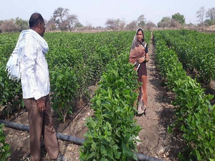 Seven lakhs of income generated from the production of silk kiosks; Low water planning will be beneficial | रेशीम कोष निर्मितीतून वर्षात घेतले सात लाखांचे उत्पन्न; अत्यल्प पाण्याचे नियोजन ठरले फायद्याचे