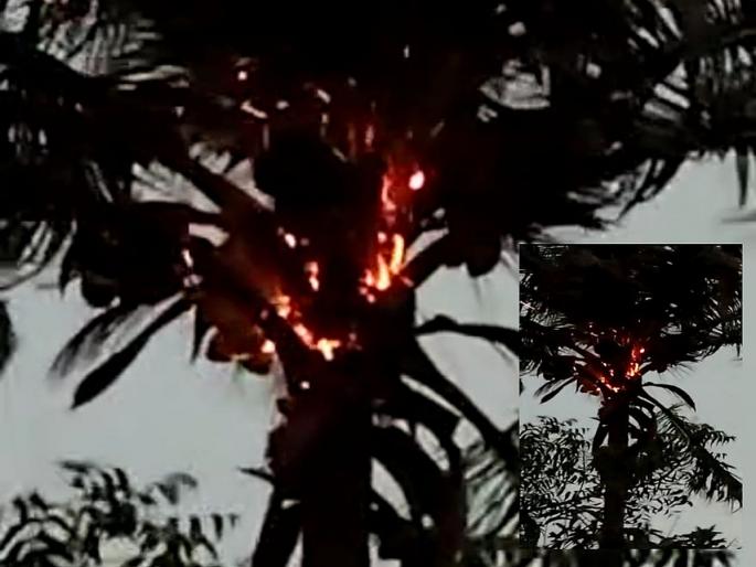Nashik: A coconut tree caught fire due to lightning strike at Karwadi | Nashik: कारवाडी येथे नारळाच्या झाडावर वीज पडून झाड पेटले Nashik: A coconut tree caught fire due to lightning strike at Karwadi | Nashik: कारवाडी येथे नारळाच्या झाडावर वीज पडून झाड पेटले