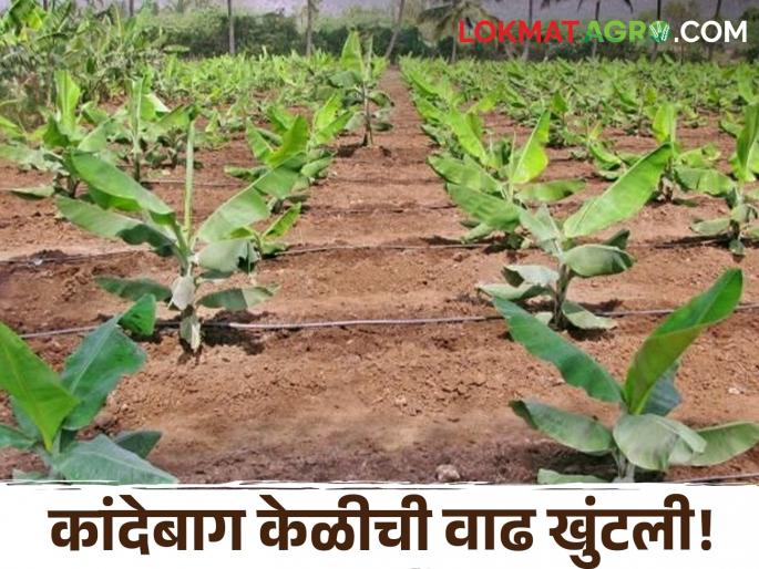 Latest News Effects on banana cultivation due to extreme heat in jalgaon district | तापमान वाढलं, कांदेबाग केळीची वाढ खुंटली, अतिउष्णतेच्या निकषात पात्र होईल का? 