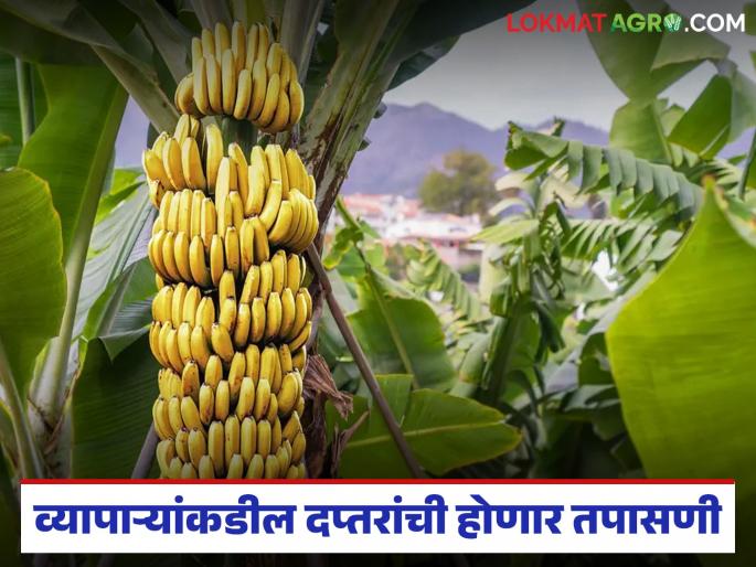 Banana traders' briefcases will be inspected; Yaval Market Committee issues notices | केळी व्यापाऱ्यांकडील दप्तरांची होणार तपासणी; यावल बाजार समितीकडून नोटिसा जाहीर