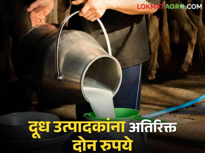Latest News Dudh Anudan Milk producers in Jalgaon will get two rupees extra, know in detail  | Dudh Anudan : जळगावातील दूध उत्पादकांना दोन रुपये अतिरिक्त मिळणार, जाणून घ्या सविस्तर  Latest News Dudh Anudan Milk producers in Jalgaon will get two rupees extra, know in detail  | Dudh Anudan : जळगावातील दूध उत्पादकांना दोन रुपये अतिरिक्त मिळणार, जाणून घ्या सविस्तर