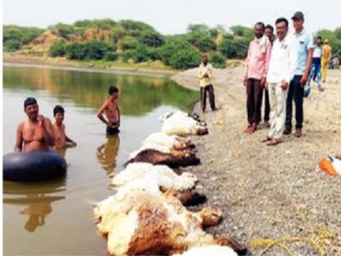 16 sheep drowned in Kavathal water in Shahada taluka | गुढीपाडव्याच्या सणादिवशीच घात झाला; मेंढपाळावर कोसळला दु:खाचा डोंगर
