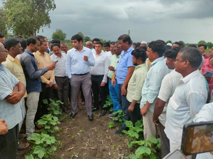 Jalgon's Sardar agro fertilizer Company's licence suspended for farmer cheating | जळगावच्या शेतकऱ्यांना फसविणाऱ्या सरदार अँग्रो खत कंपनीला दणका Jalgon's Sardar agro fertilizer Company's licence suspended for farmer cheating | जळगावच्या शेतकऱ्यांना फसविणाऱ्या सरदार अँग्रो खत कंपनीला दणका