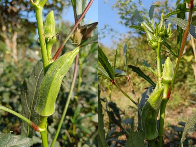 Bhendi is suffering from blister disease | ‘भेंडी’ला फोडांचा आजार उत्पादक होताय बेजार! वातावरण बदलाची बाधा Bhendi is suffering from blister disease | ‘भेंडी’ला फोडांचा आजार उत्पादक होताय बेजार! वातावरण बदलाची बाधा