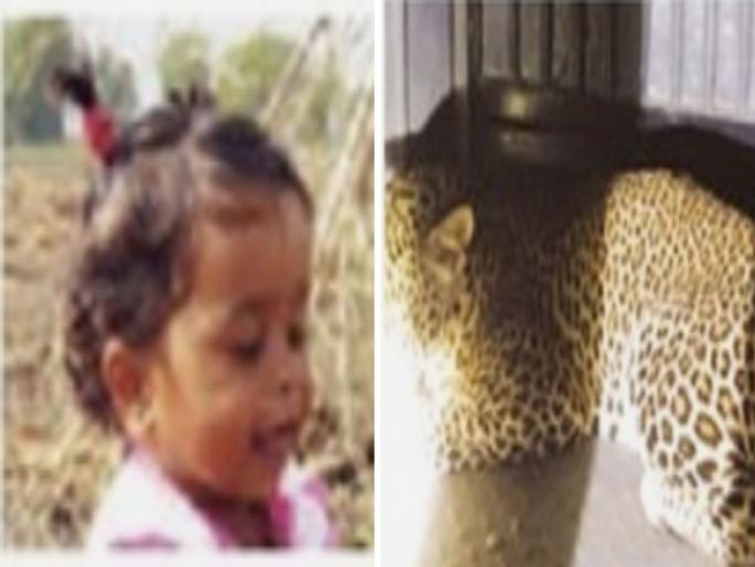 Baby snatched from mother Little girl dies in leopard attack | आईच्या कुशीतून लेकीला पळवलं; बिबट्याच्या हल्ल्यात चिमुकलीचा मृत्यू  Baby snatched from mother Little girl dies in leopard attack | आईच्या कुशीतून लेकीला पळवलं; बिबट्याच्या हल्ल्यात चिमुकलीचा मृत्यू