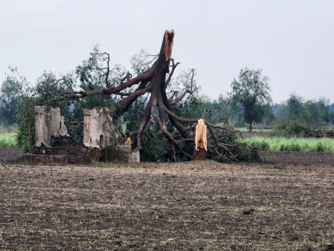 Thunderstorm 200 houses destroyed Heavy damage to crops too jalgaon | जळगाव :‘बेडी’त वादळी गारपीट, २०० घरे जमीनदोस्त! पिकांचेही प्रचंड नुकसान Thunderstorm 200 houses destroyed Heavy damage to crops too jalgaon | जळगाव :‘बेडी’त वादळी गारपीट, २०० घरे जमीनदोस्त! पिकांचेही प्रचंड नुकसान