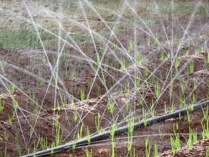 Onion Planting Through Rain Pipe Drip set in drought affected area | दुष्काळग्रस्त परिसरात रेन पाईप ठिबक संचाद्वारे कांदा लावणी Onion Planting Through Rain Pipe Drip set in drought affected area | दुष्काळग्रस्त परिसरात रेन पाईप ठिबक संचाद्वारे कांदा लावणी