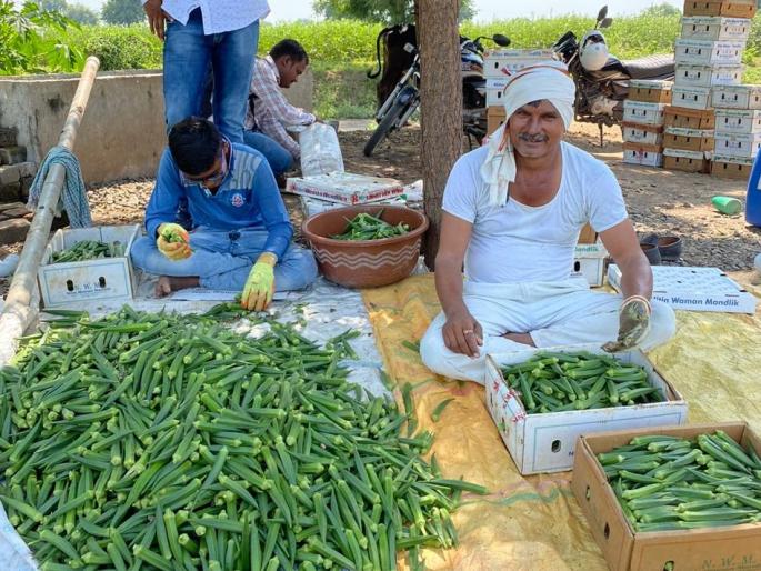 Jalgaon farmers are exporting Okra to Europe and Dubai market | युरोप - दुबईच्या मंडईत जळगावची भेंडी Jalgaon farmers are exporting Okra to Europe and Dubai market | युरोप - दुबईच्या मंडईत जळगावची भेंडी