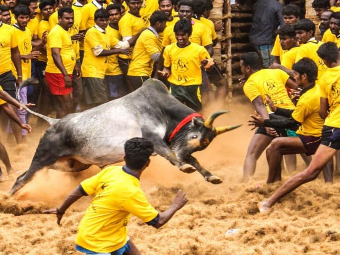 Death of two more during Tamil Nadu's Jalletta Games, question marks on the security system | तामिळनाडूत जलीकट्टू खेळादरम्यान आणखी दोघांचा मृत्यू, सुरक्षा व्यवस्थेवर प्रश्नचिन्ह  Death of two more during Tamil Nadu's Jalletta Games, question marks on the security system | तामिळनाडूत जलीकट्टू खेळादरम्यान आणखी दोघांचा मृत्यू, सुरक्षा व्यवस्थेवर प्रश्नचिन्ह