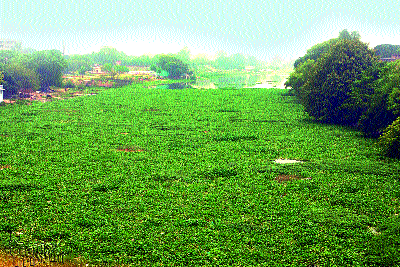 Starting with the withdrawal of waterfalls, social institutes started with municipal corporation | जलपर्णी काढण्यास सुरुवात, महापालिकेसह सरसावल्या सामाजिक संस्था Starting with the withdrawal of waterfalls, social institutes started with municipal corporation | जलपर्णी काढण्यास सुरुवात, महापालिकेसह सरसावल्या सामाजिक संस्था