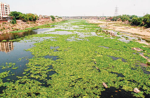 Finding the solution for the hyacinth! | जलकुंभीवर तोडगाच सापडेना!