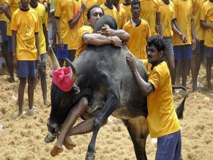 Jallikattu 2020: Bull Taming Sport Begins at Avaniyapuram Village of Madurai, Authorities Review Arrangements (Watch Video) | जल्लीकट्टू खेळाला सुरुवात, 700 वळूंना वश करणार लोक Jallikattu 2020: Bull Taming Sport Begins at Avaniyapuram Village of Madurai, Authorities Review Arrangements (Watch Video) | जल्लीकट्टू खेळाला सुरुवात, 700 वळूंना वश करणार लोक