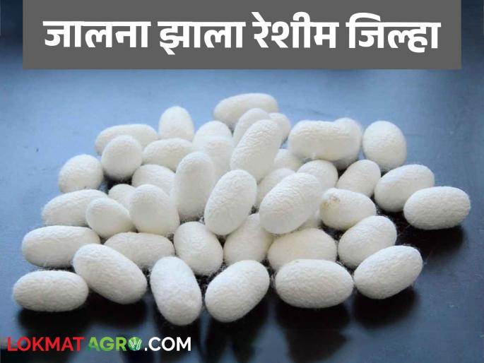 An Jalna Jhala 'Silk' District; Read more about top in silk fund making | अन जालना झाला 'रेशीम' जिल्हा; रेशीम कोष निर्मितीमध्ये अव्वल वाचा सविस्तर An Jalna Jhala 'Silk' District; Read more about top in silk fund making | अन जालना झाला 'रेशीम' जिल्हा; रेशीम कोष निर्मितीमध्ये अव्वल वाचा सविस्तर