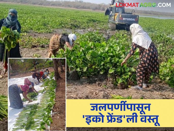 Eco-Friendly Products: latest news From water lilies to 'eco-friendly' products; Women's self-help groups will receive training Read in detail | Eco-Friendly Products: जलपर्णीपासून 'इको फ्रेंड'ली वस्तू; महिला बचत गटांना मिळणार प्रशिक्षण वाचा सविस्तर Eco-Friendly Products: latest news From water lilies to 'eco-friendly' products; Women's self-help groups will receive training Read in detail | Eco-Friendly Products: जलपर्णीपासून 'इको फ्रेंड'ली वस्तू; महिला बचत गटांना मिळणार प्रशिक्षण वाचा सविस्तर