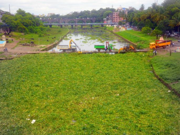 Municipal corporation to start its own machine to remove jalparni in the river | डोकेदुखी ठरणारी जलपर्णी हटविण्यासाठी स्वत:चेच मशीन घेण्याची पुणे महापालिकेची कार्यवाही सुरू Municipal corporation to start its own machine to remove jalparni in the river | डोकेदुखी ठरणारी जलपर्णी हटविण्यासाठी स्वत:चेच मशीन घेण्याची पुणे महापालिकेची कार्यवाही सुरू