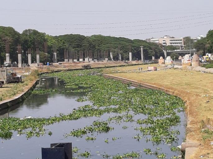 once again jalparni Mutha river covered : The search started by the administration | मुठा नदीपात्र पुन्हा जलपर्णीने व्यापले : प्रशासनाकडून शोध सुरू once again jalparni Mutha river covered : The search started by the administration | मुठा नदीपात्र पुन्हा जलपर्णीने व्यापले : प्रशासनाकडून शोध सुरू